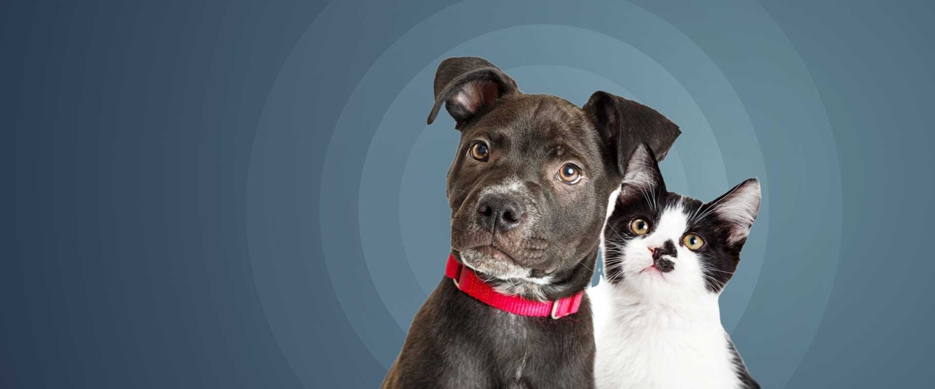 Petcare eCommerce Report Petcare eCommerce Report